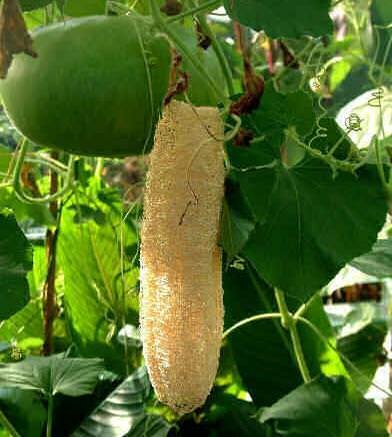 Schwammk&uuml;rbis (Luffa cylindrica)