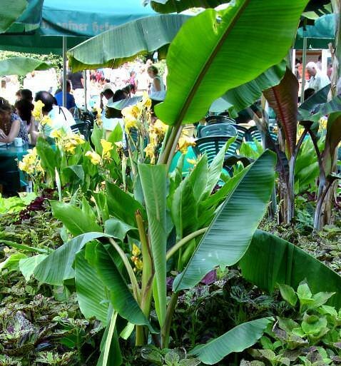 Cheesman-Banane (Musa cheesmanii)