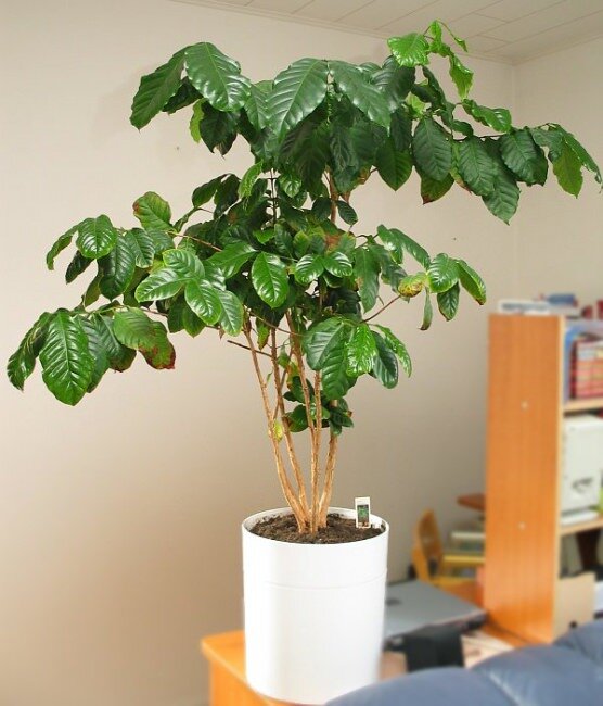 Arabica-Kaffee (Coffea arabica)