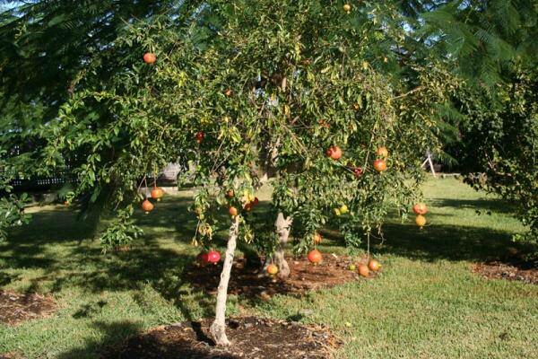 Granatapfel (Punica granatum)