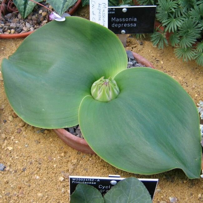 Stachelblume (Massonia depressa)