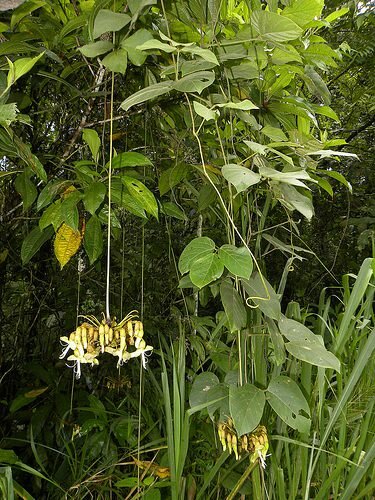 Kronleuchterbohne (Mucuna holtonii)