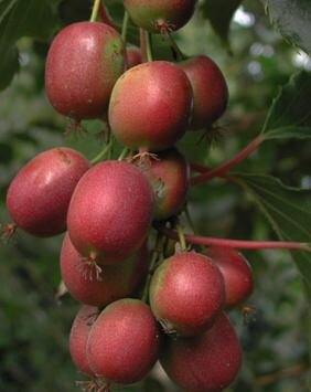 Rote Kiwi (Actinidia purpurea)