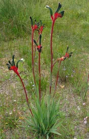 Rotgr&uuml;ner K&auml;nguruphote (Anigozanthos manglesii)