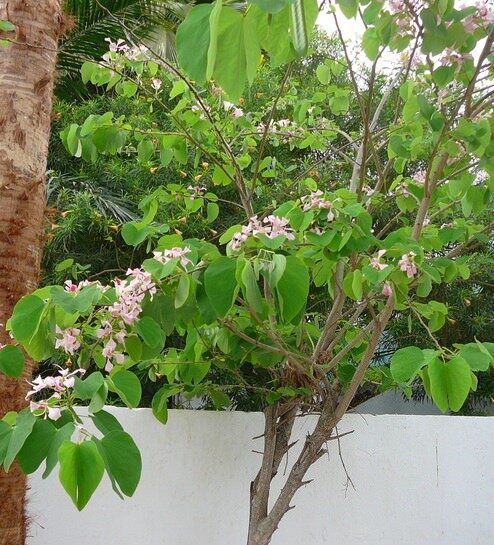 Rosa Orchideenbaum (Bauhinia monandra)