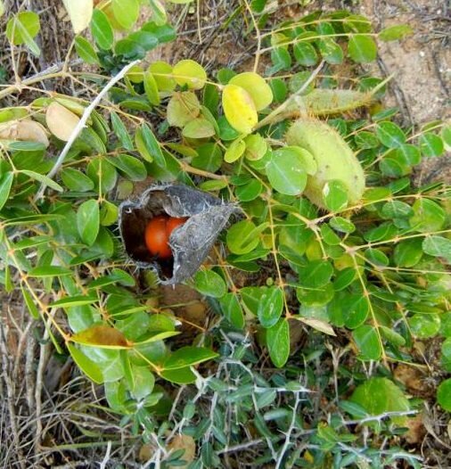Gelbe Knicknuss (Caesalpinia ciliata)