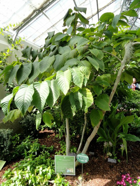 Baum des Lebens (Camptotheca acuminata)