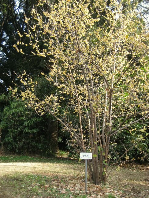 Winterbl&uuml;te (Chimonanthus praecox)