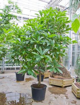 Kanonenballbaum (Couroupita guianensis)