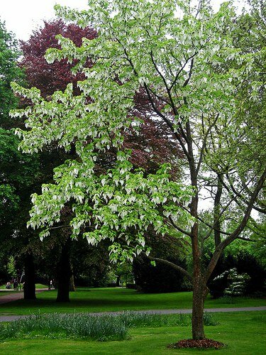 Taschentuchbaum (Davidia involucrata)
