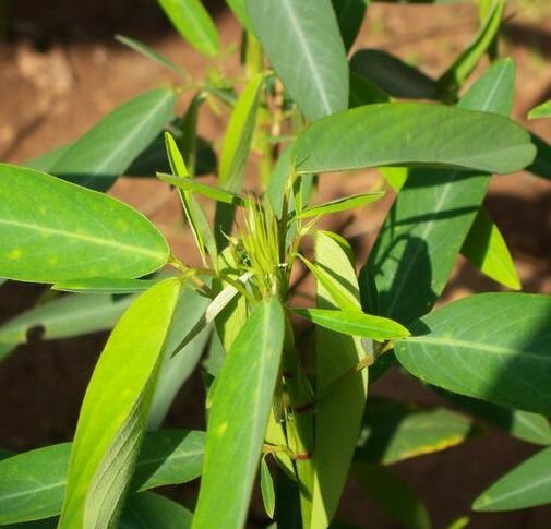 Telegraphenpflanze (Desmodium gyrans)