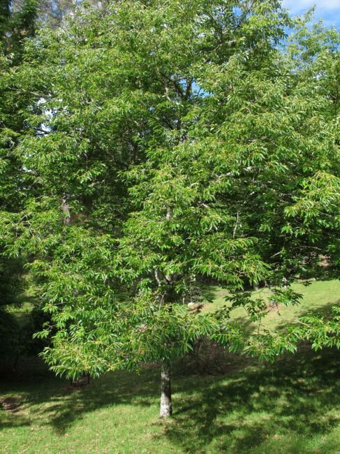 Lotusbaum (Diospyros lotus)