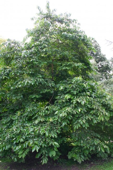 Amerikanische Persimone (Diospyros virginiana)