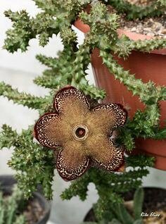 Persischer Teppichblume (Edithcolea grandis)