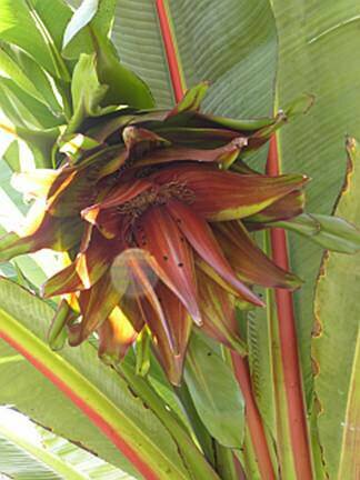 &Auml;thiopische Banane (Ensete ventricosum)