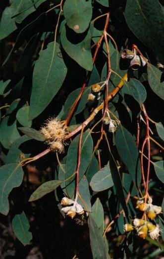 Morrisby-Eukalyptus (Eucalyptus morrisbyi)