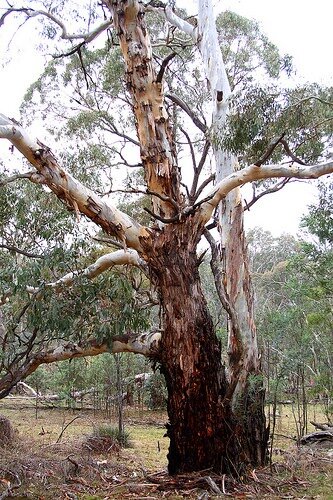 Kerzenrinden-Eukalyptus (Eucalyptus rubida)