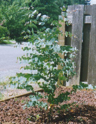 Kerzenrinden-Eukalyptus (Eucalyptus rubida)