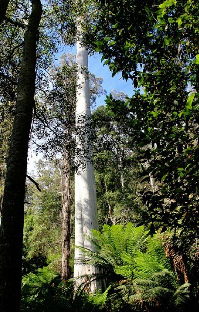 Zuckereukalyptus (Eucalyptus viminalis)