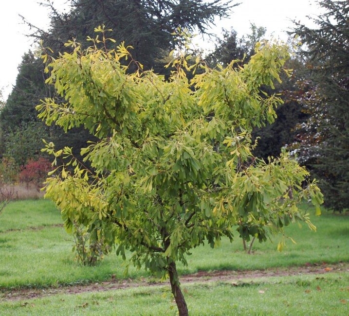 Ginkgo (Ginkgo biloba)