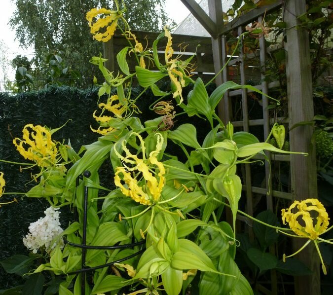 Gelbe Gloriosa (Gloriosa lutea)