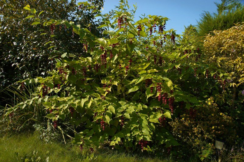 Karamellbeere (Leycesteria formosa)