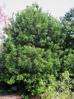 Macadamia (Macadamia integrifolia)
