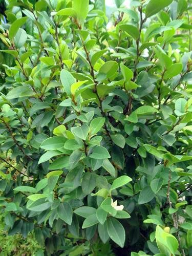 Bananenstrauch (Magnolia figo)