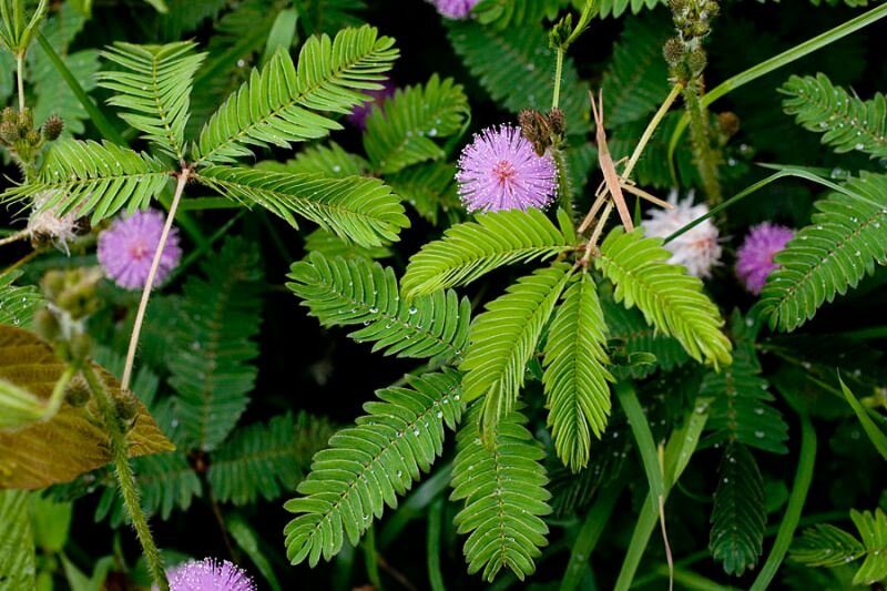 Echte Mimose (Mimosa pudica)