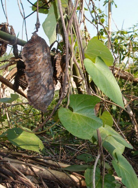 Pferdeaugenbohne (Mucuna sloanei)