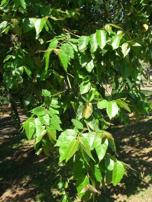 Regenbogen-Eukalyptus (Eucalyptus deglupta)
