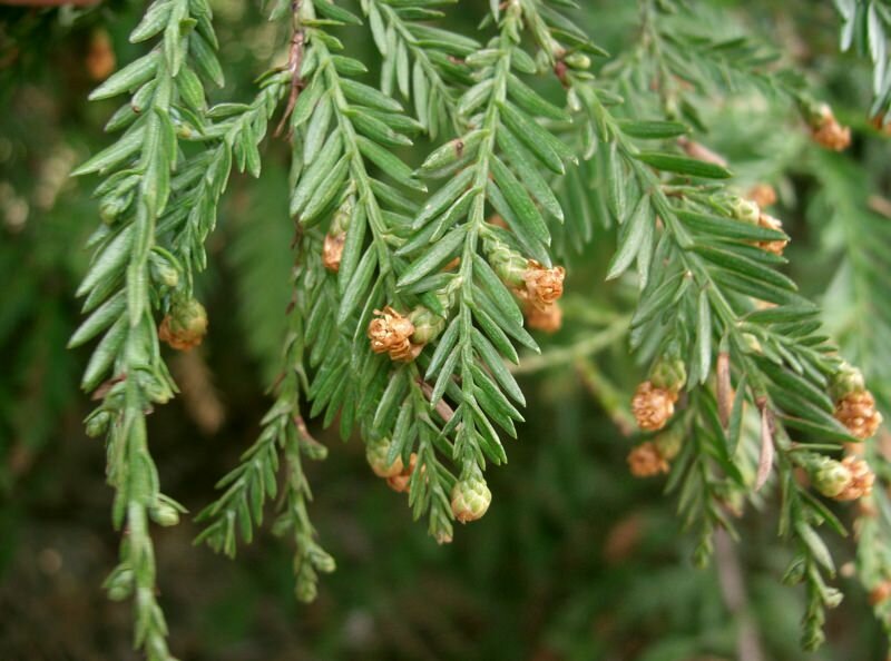 K&uuml;stenmammutbaum (Sequoia sempervirens)