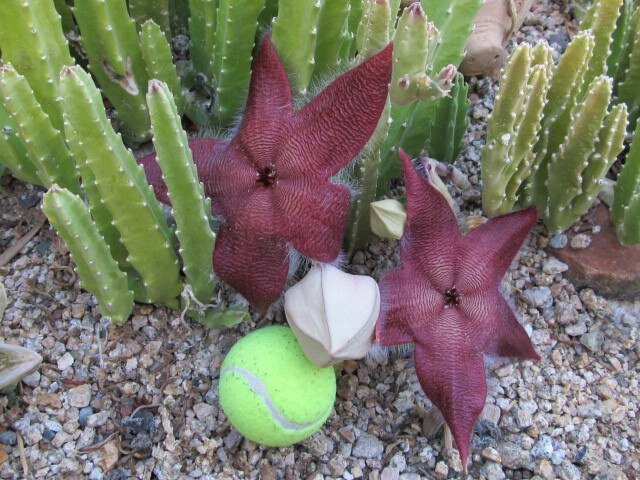 Gro&szlig;e Aasblume (Stapelia grandiflora)