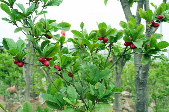 Wunderbeere (Synsepalum dulcificum)