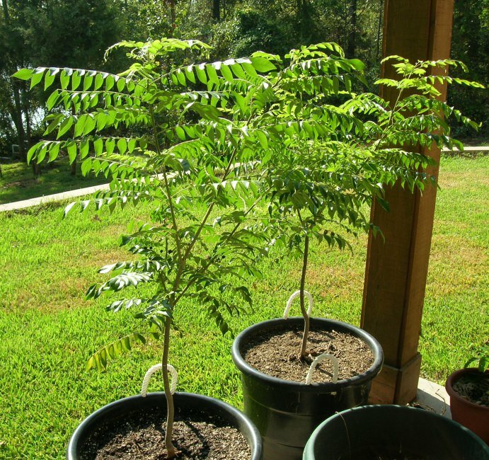 Currybaum (Murraya koenigii)