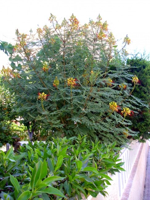 Paradiesvogelstrauch (Caesalpinia gilliesii)