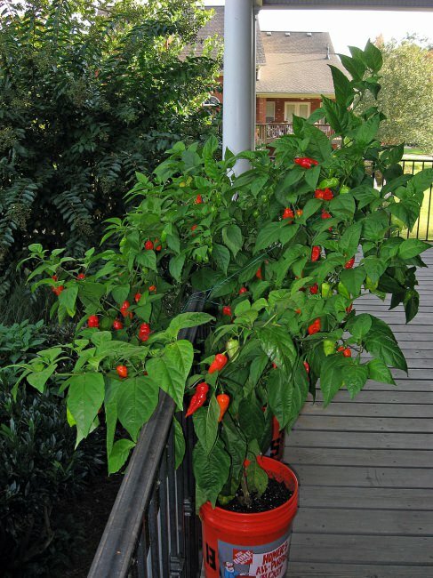 Bhut Jolokia-Chili (Capsicum chinense 'Bhut Jolokia')