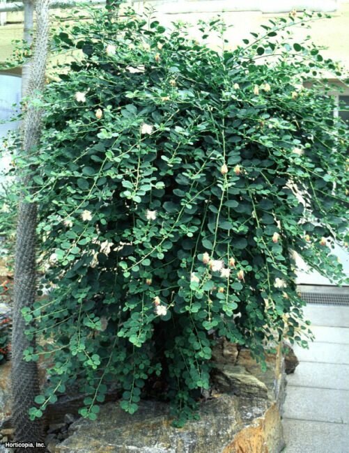 Kapernstrauch (Capparis spinosa)