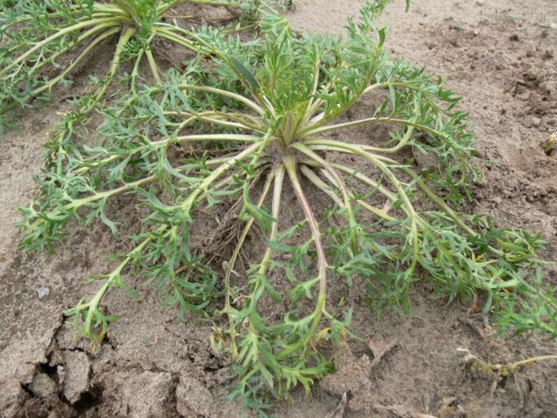 Maca (Lepidium meyenii)