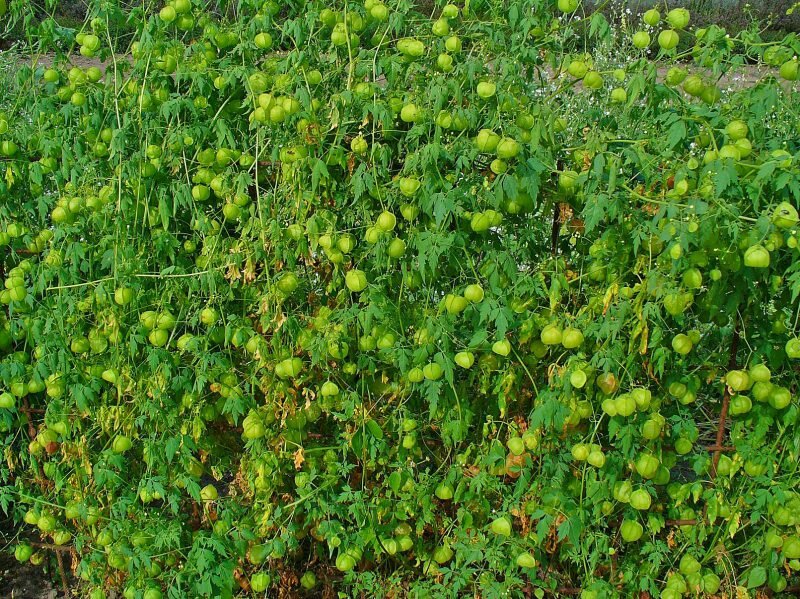 Ballonpflanze (Cardiospermum halicacabum)