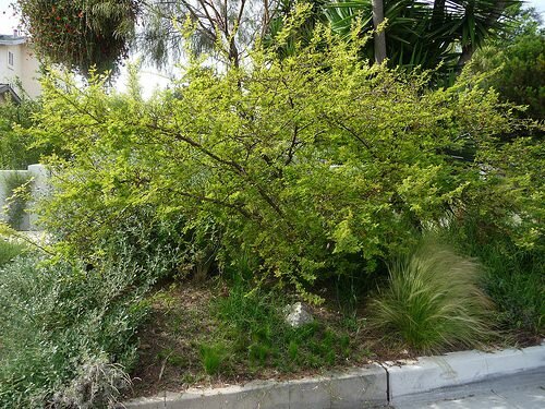 Schraubenbohne Mesquite (Prosopis pubescens)