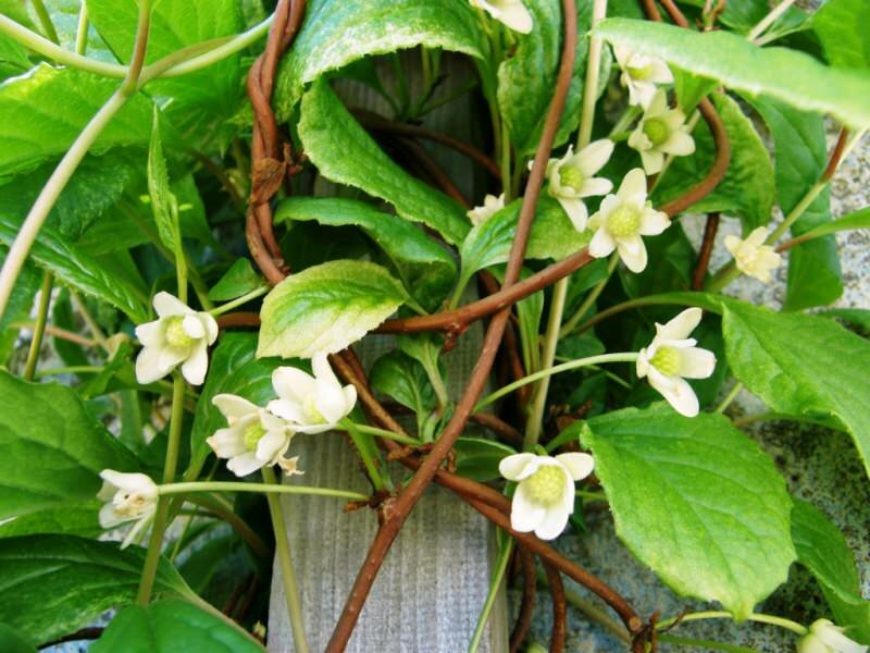 5-Geschmacks-Beere (Schisandra chinensis)