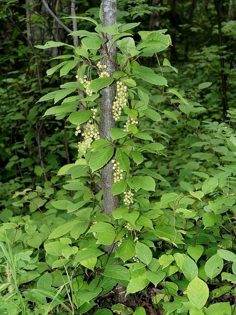 5-Geschmacks-Beere (Schisandra chinensis)