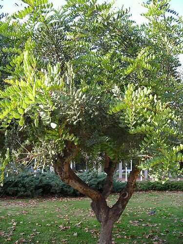 Johannisbrotbaum (Ceratonia siliqua)