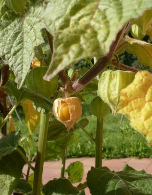 Andenbeeren (Physalis peruviana)