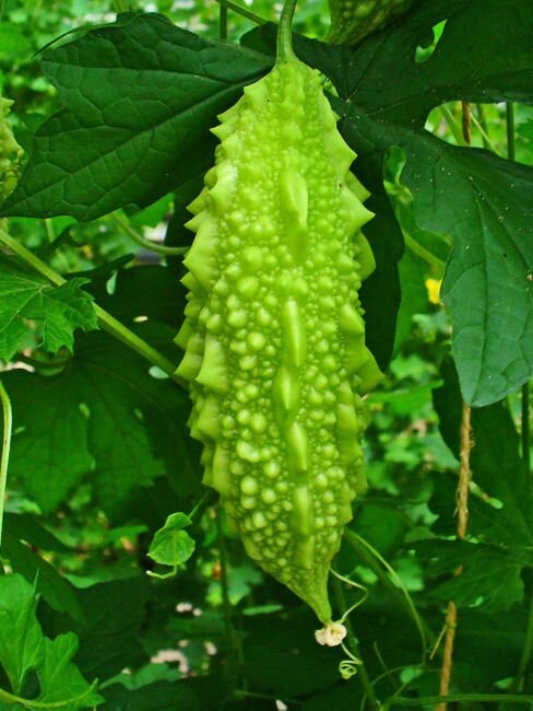 Bittermelone (Momordica charantia)