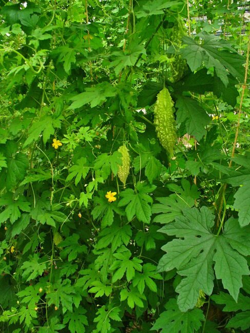 Bittermelone (Momordica charantia)
