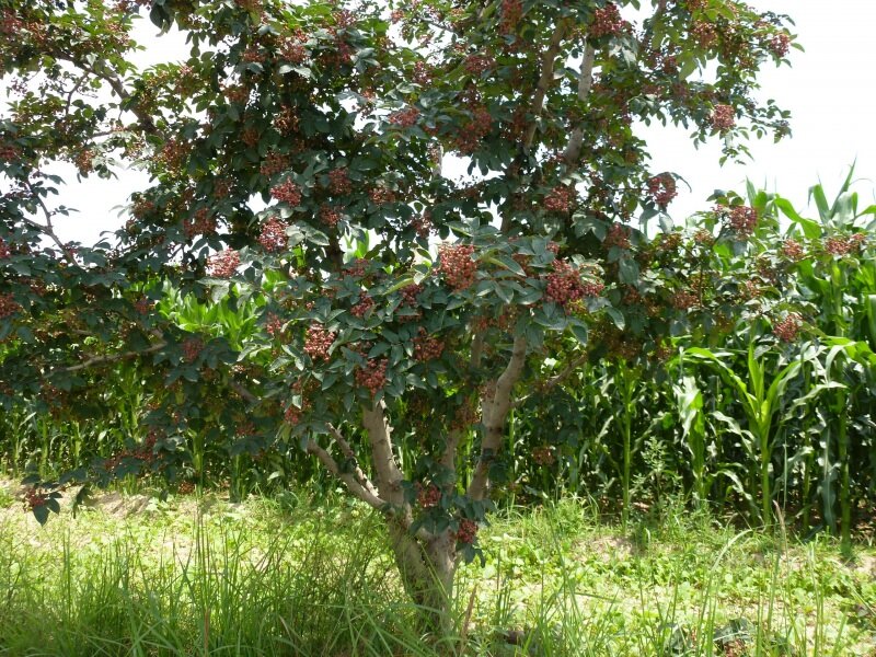 Japanischer Pfefferbaum (Zanthoxylum piperitum)