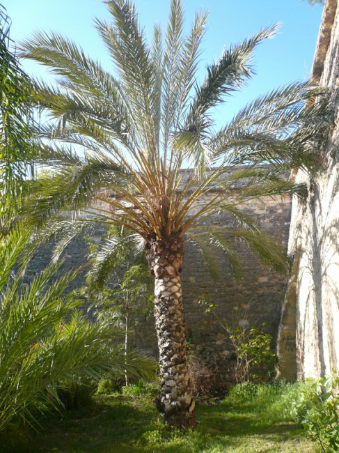 Dattelpalme (Phoenix dactylifera)