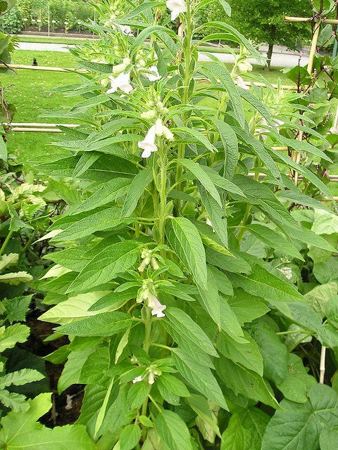 Sesam (Sesamum indicum)